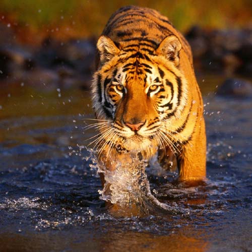 Jaipur Ranthambore Car Rental