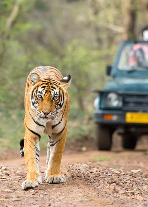 Jaipur Ranthambhore car rental 