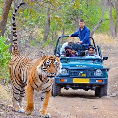 Jaipur with same day trip Ranthambhore National Park